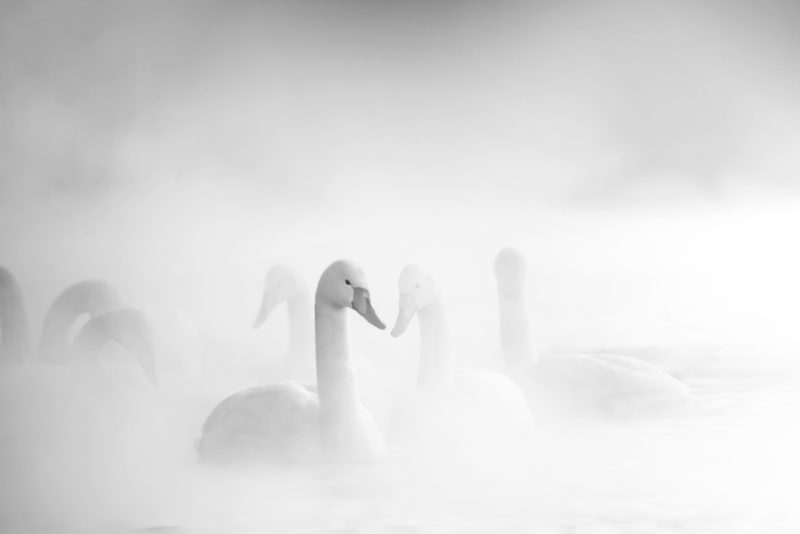 Black and white photo of swans on Lake Kussharo