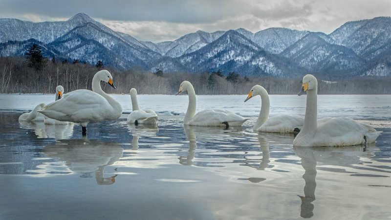 Bewick swans on Lake Kussharo