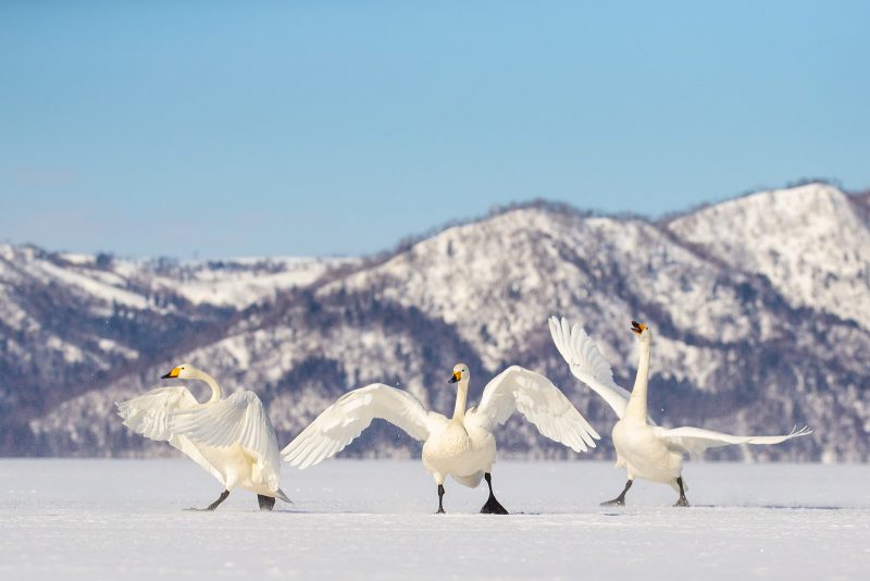Swans on a frozen Lake Kussharo in Japan
