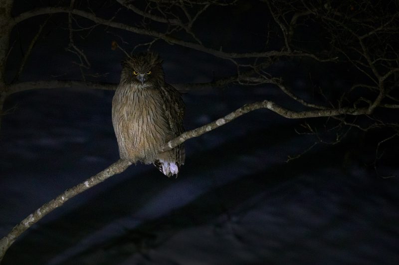 Blakiston’s Fish owl in Japan