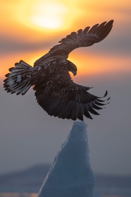 Eagle landing on snow peak at sunset