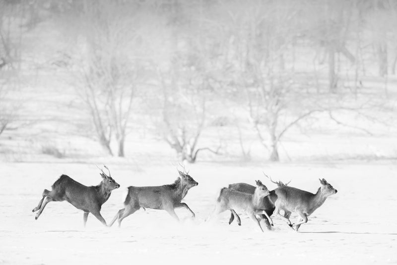 Sika Deer running in the snow in Japan