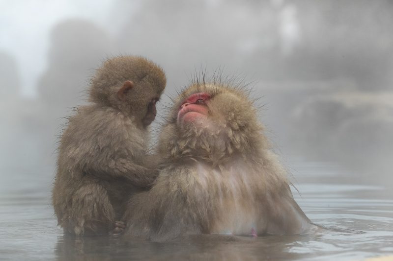 Baby monkey and parent in water