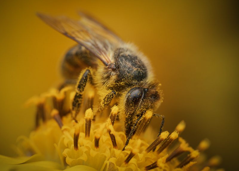 Bee macro on yellow flower