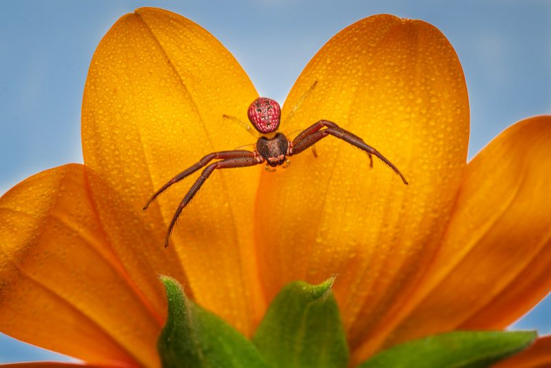 Spider on an orange flower