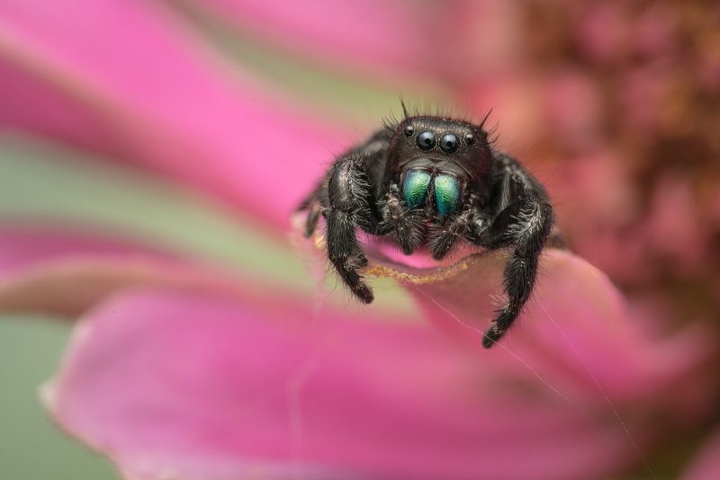 Black spider on pink flower