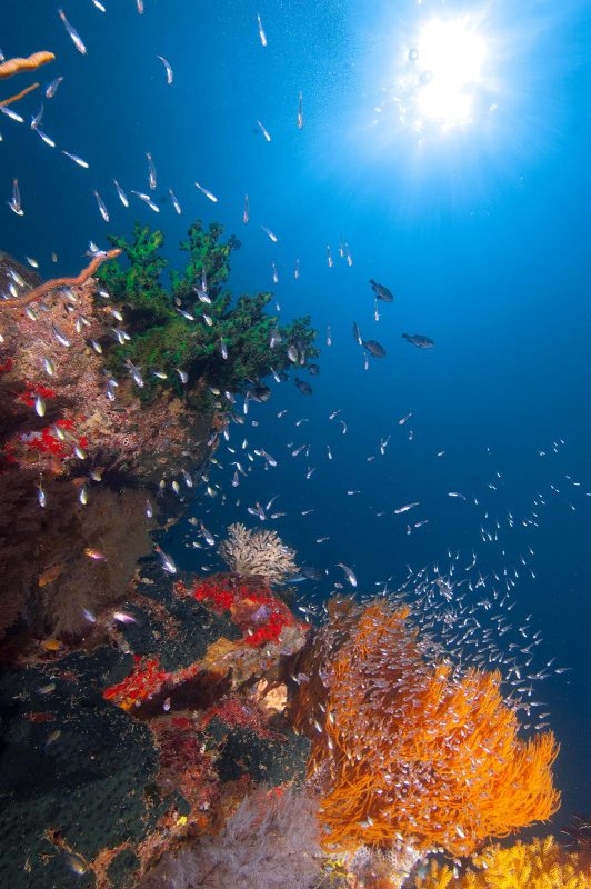 Coral reef photographed underwater