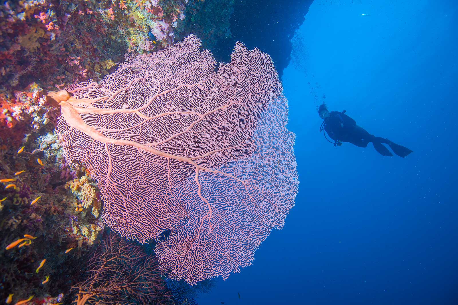 8 Essential Skills and Techniques for Underwater Photographers Nature TTL