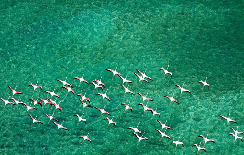 Flamingo flying over the emerald ocean