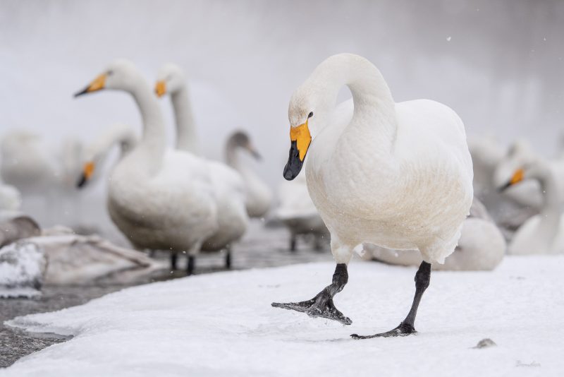 Whooper swans in Japan