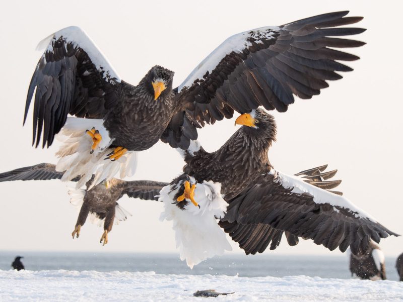 Stellar’s sea eagles fighting over food in Japan