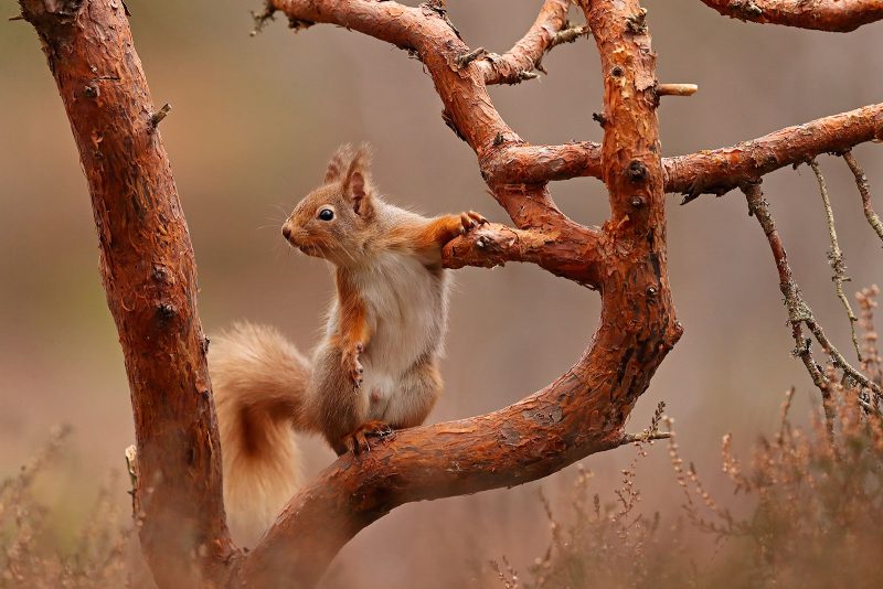 red squirrel in a tree