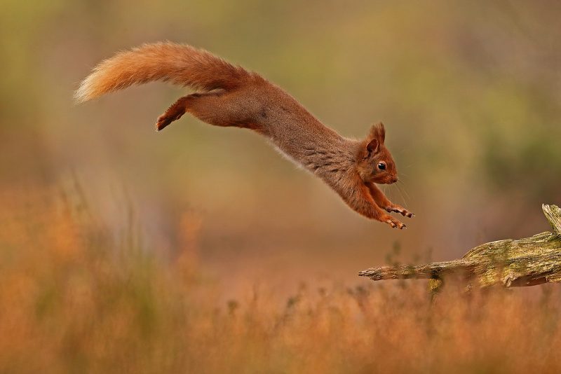red squirrel jumping