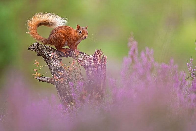red squirrel in the heather