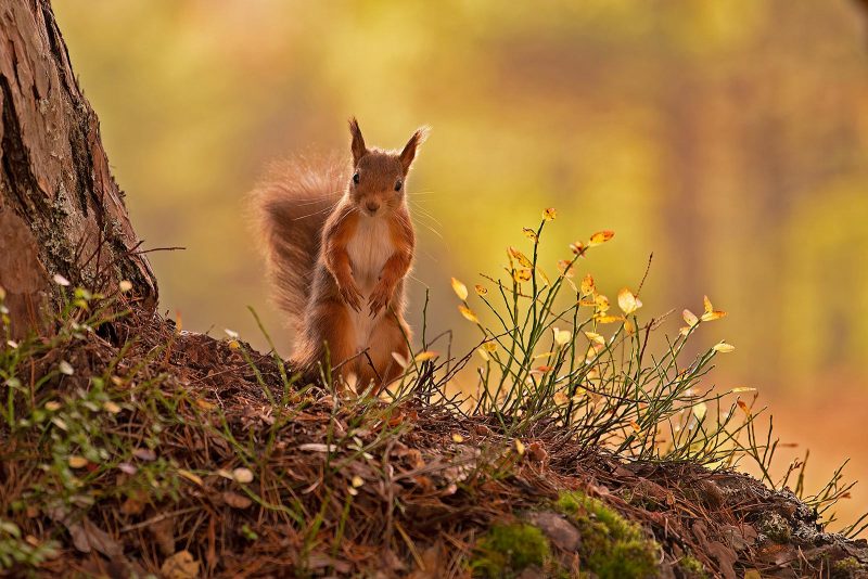 red squirrel in autumn forest 