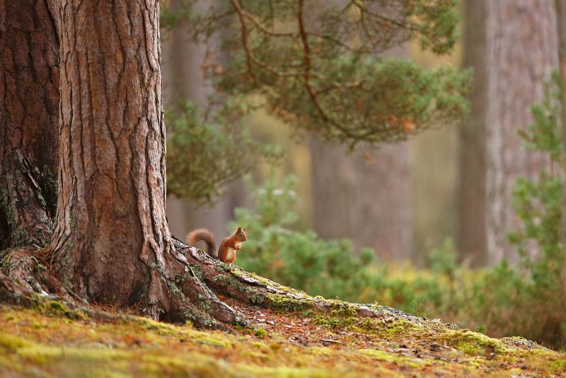 red squirrel in pine forest