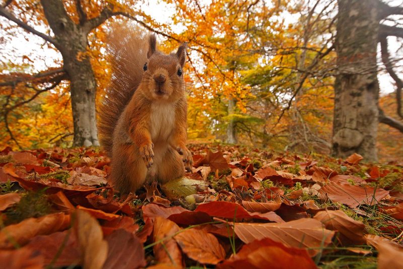 wide angle shot of a red squirrel in autumn leaves