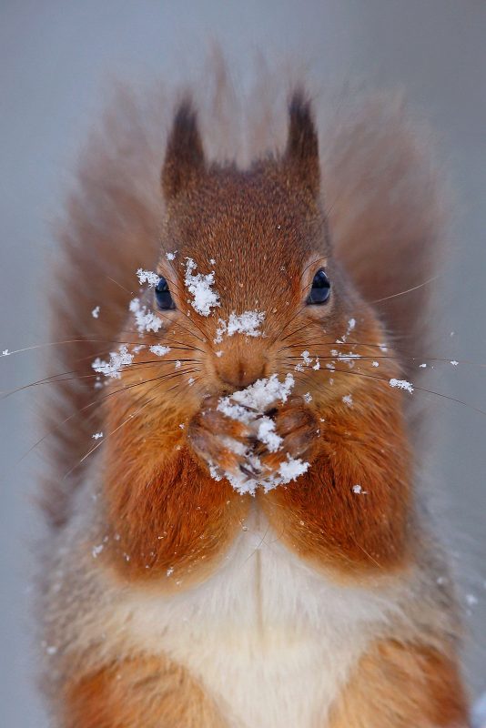 red squirrel portrait in the snow