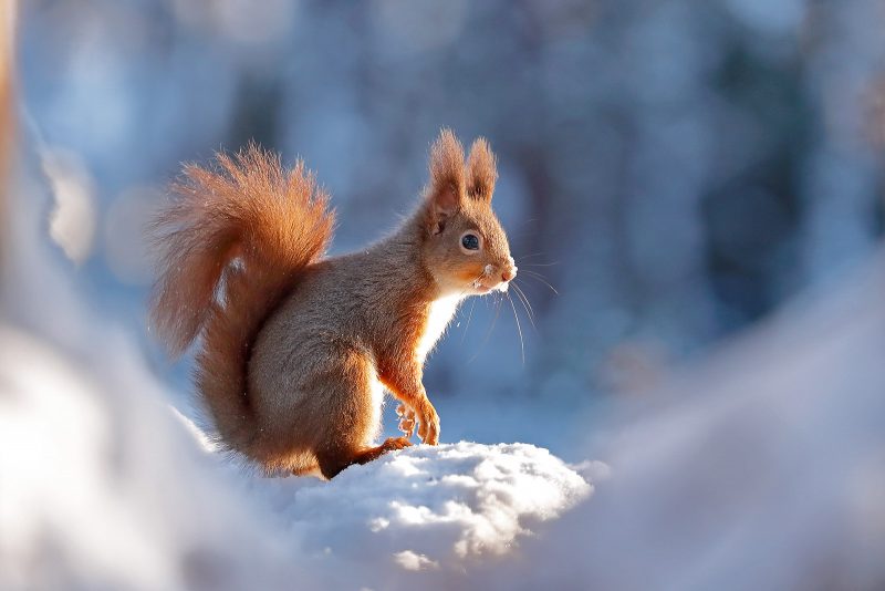 red squirrel in snow