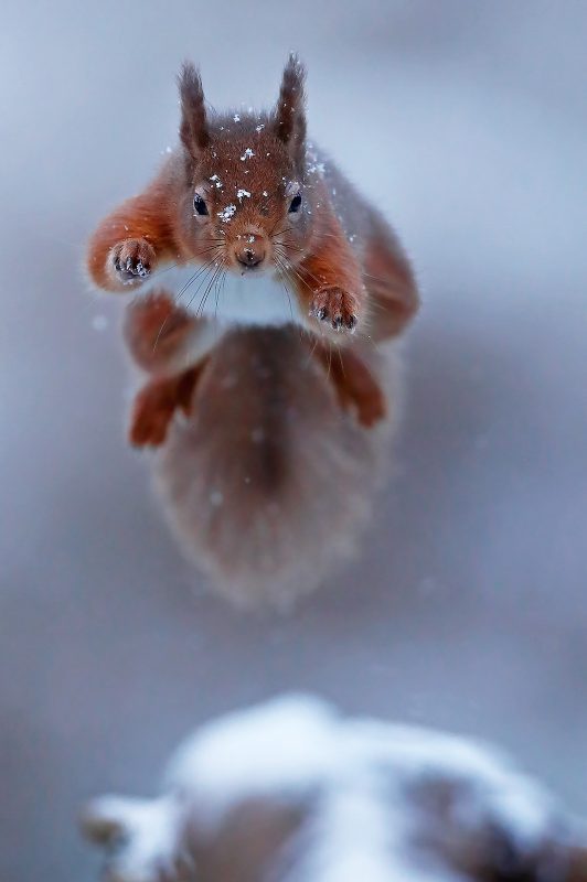 red squirrel jumping in the snow