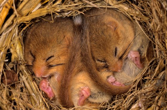 how to photograph hazel dormouse (muscardinus avellanarius)