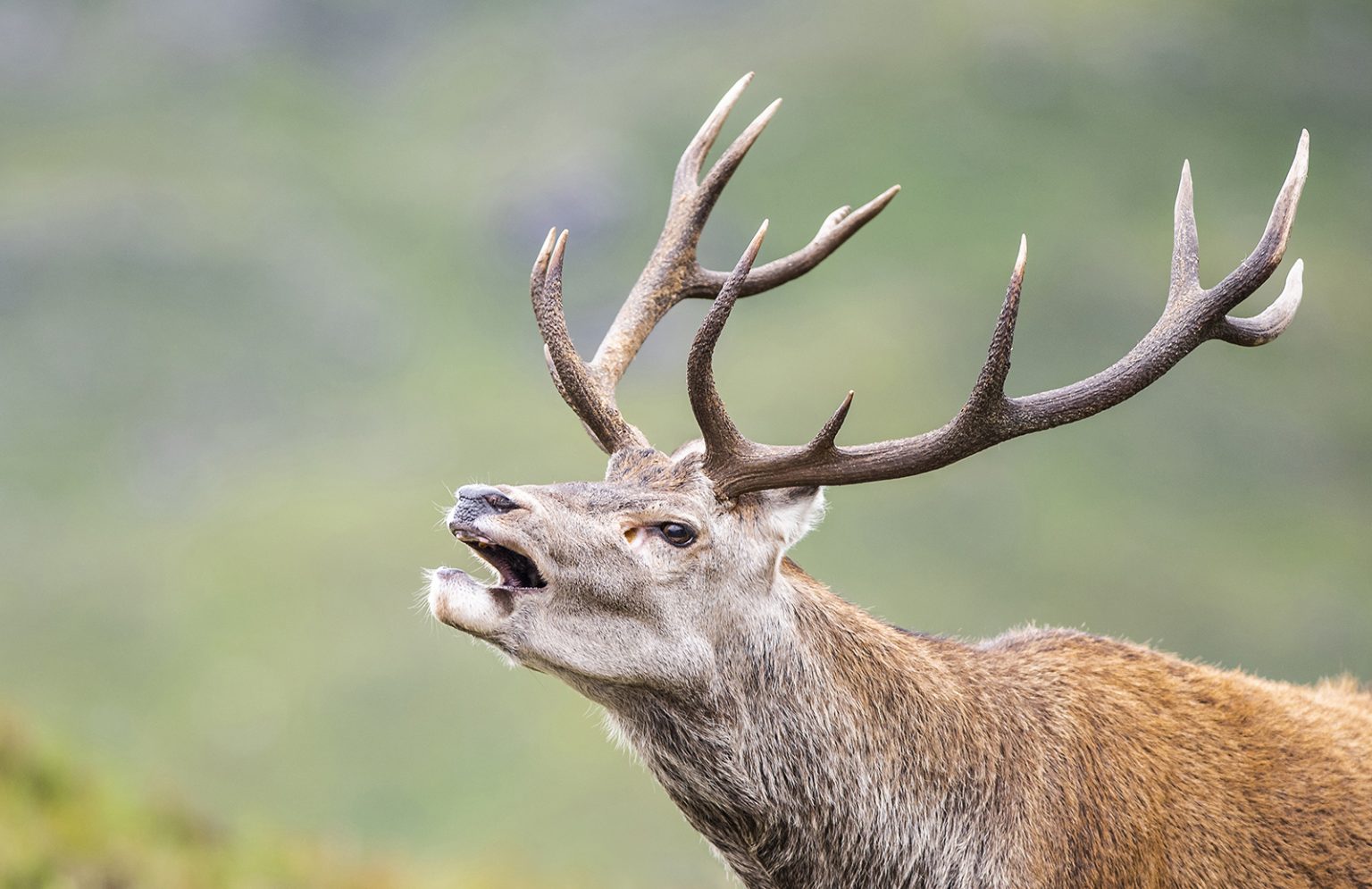 How to Photograph Red Deer Nature TTL