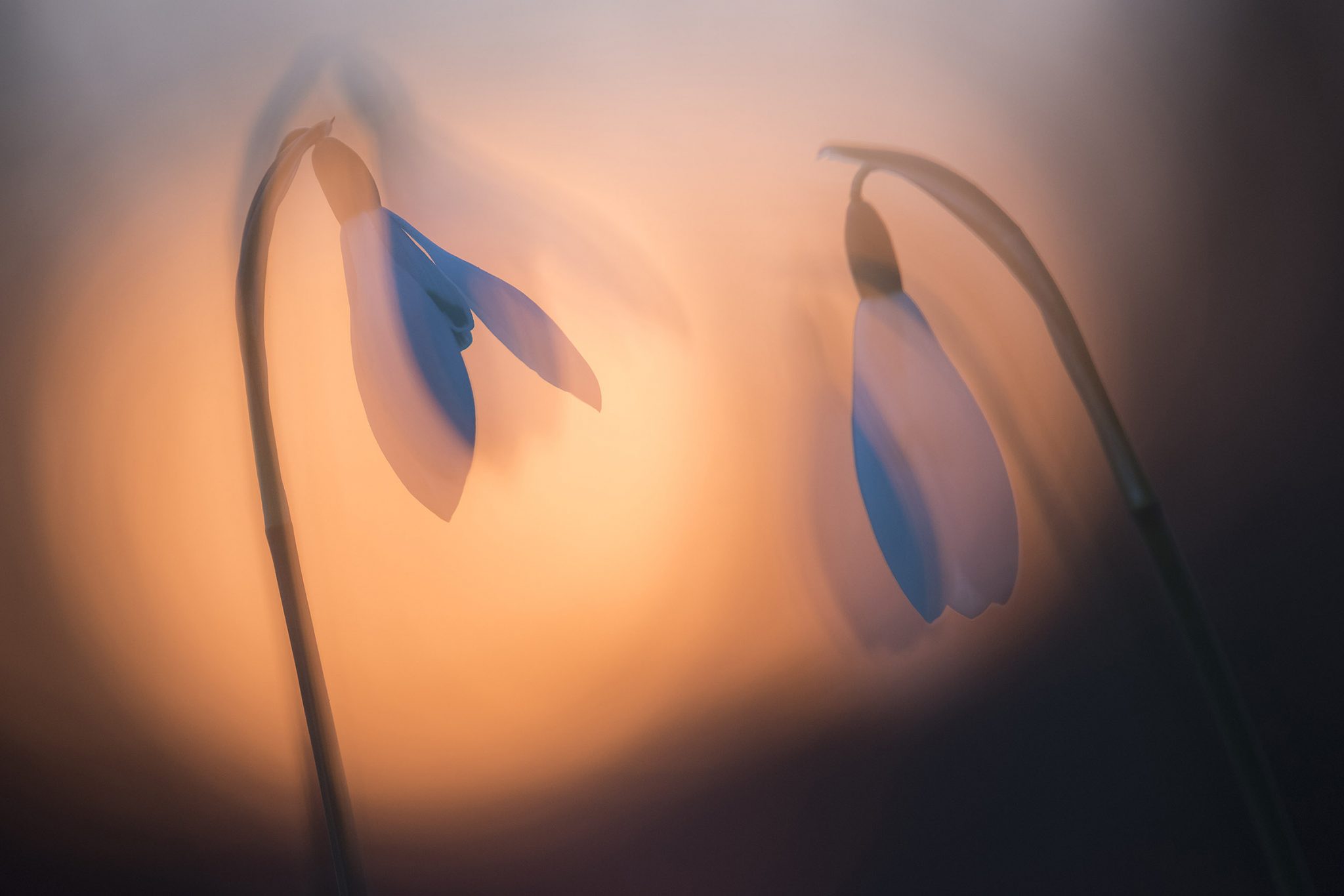 6 Tips for Photographing Flowers - Nature TTL