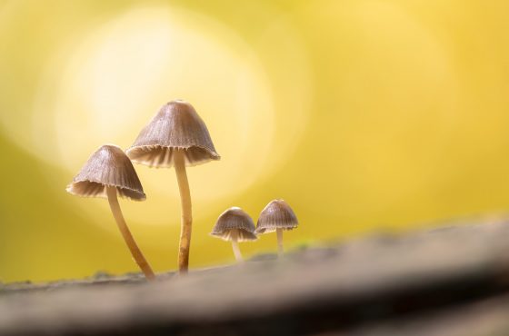 Mycena-0444top-tips-for-doorstep-macro-photography-local-practioce-advice-tricks