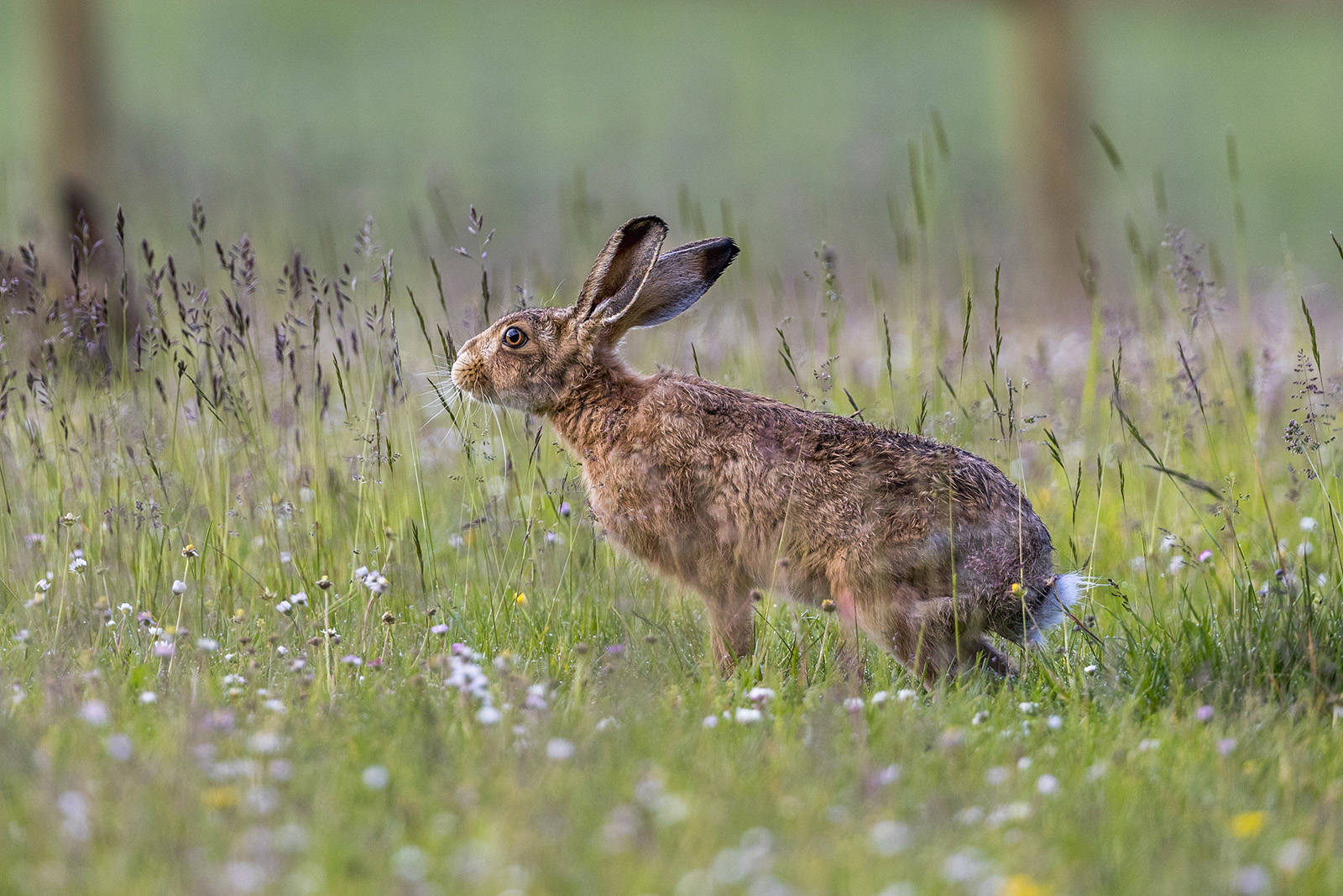 How to Photograph Rabbits - Nature TTL