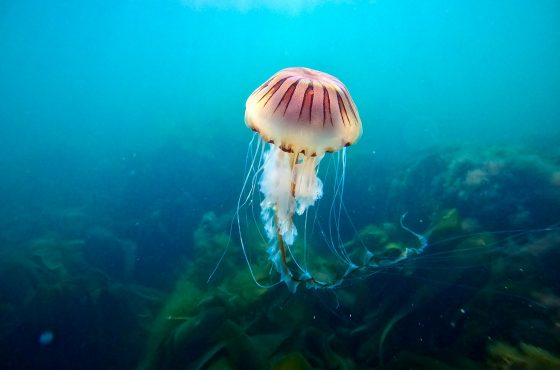 underwater-photography-with-a-gopro-how-to-get-the-best-from-your-gopro-best-settings-to-uase-for-underwater-photos1