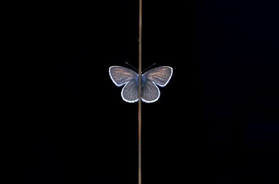 © Stefan Gerrits-I Got the Smallest-CUPOTY 03-Butterflies Finalist