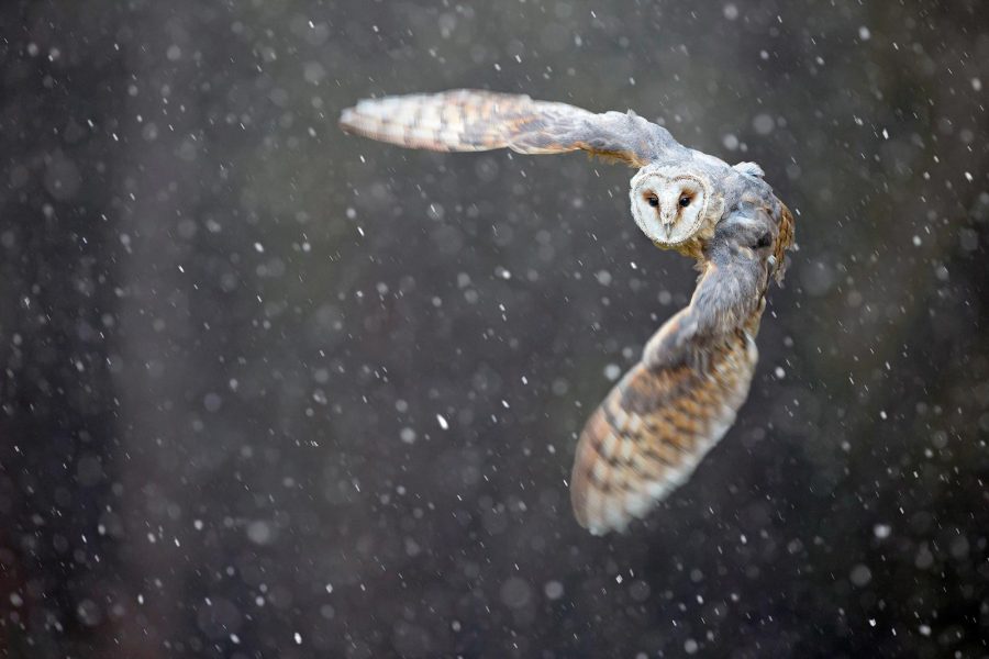 Wildlife Photography Guide To The Peak District National Park Nature TTL
