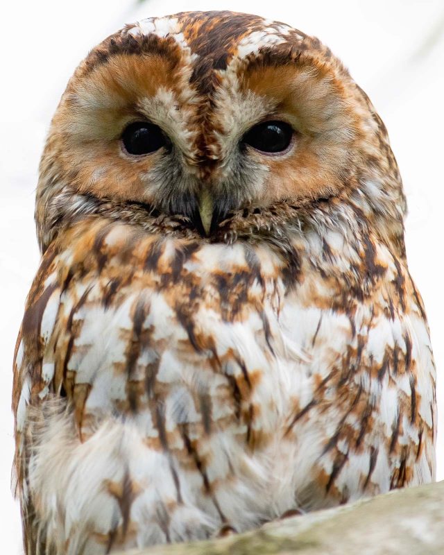 tawny owl photography