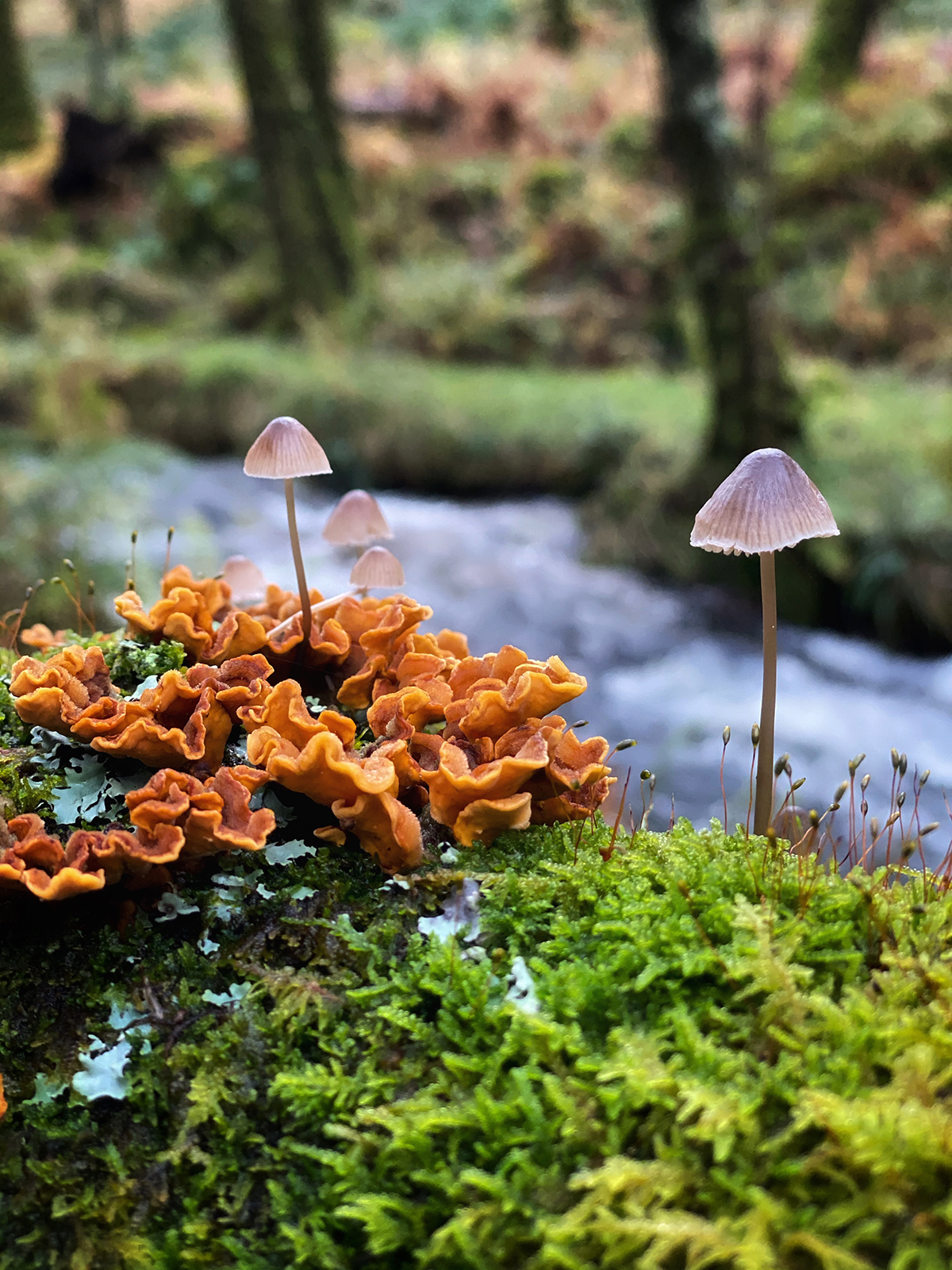 How to Use a Smartphone for Nature Photography Nature TTL