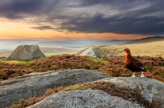 wildlife-photography-peak-district-6