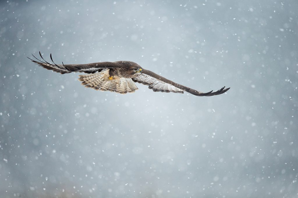 Wildlife Photography Guide To The Peak District National Park Nature TTL