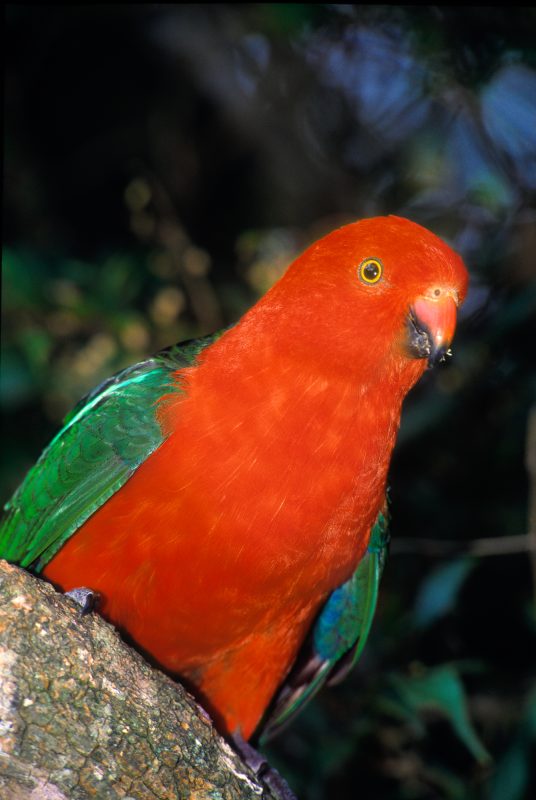King parrot bird photography