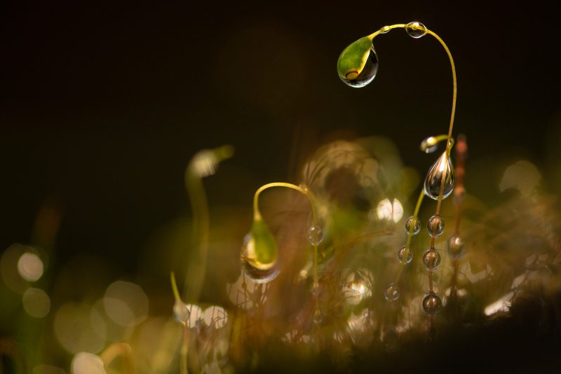 Macro photography of moss fruiting head
