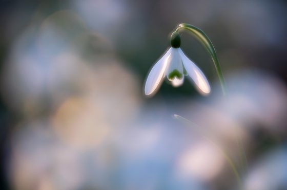 Snowdrop-1340