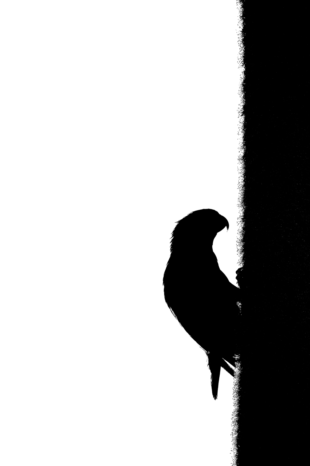 How to Photograph Birds in Lamington National Park, Australia Nature TTL