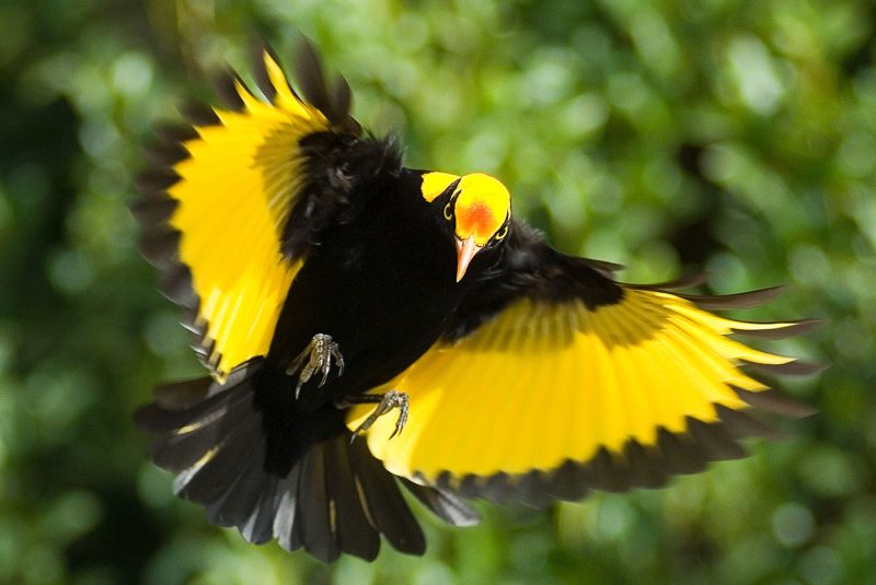 Photographing birds in Lamington National Park - Regent bowerbird