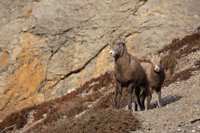 bighorn sheep photography tips