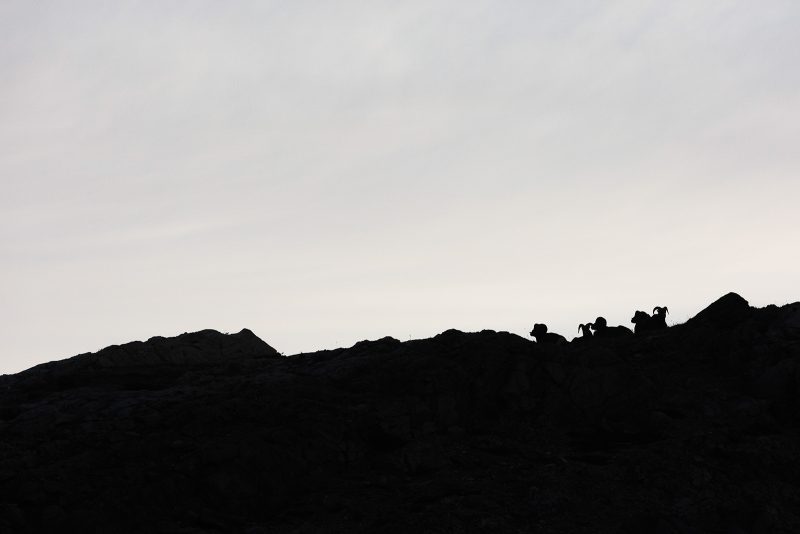 bighorn silhouetted