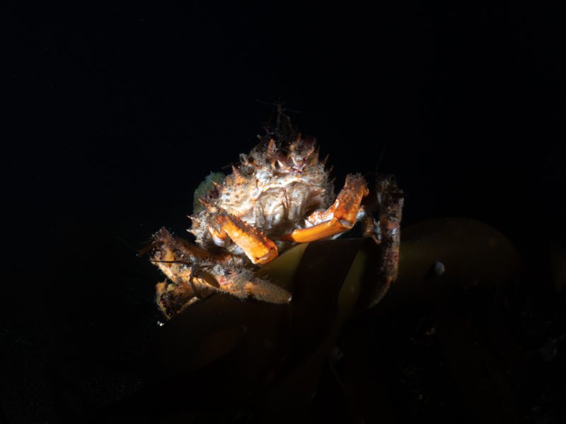underwater photography of spider crab