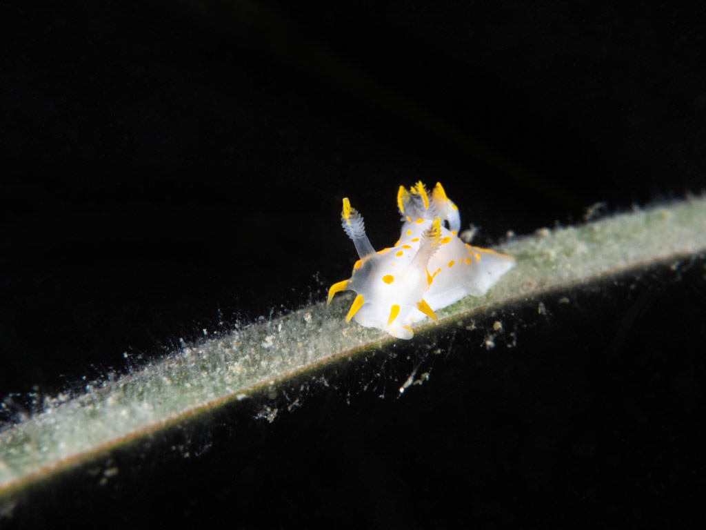 How to Achieve a Black Background in your Underwater Photography