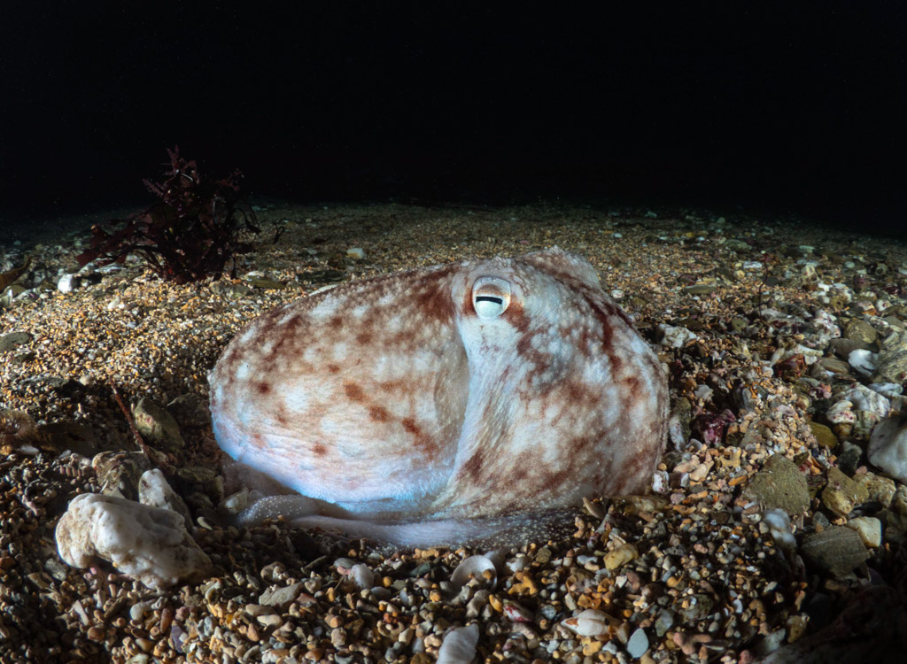 How to Achieve a Black Background in your Underwater Photography