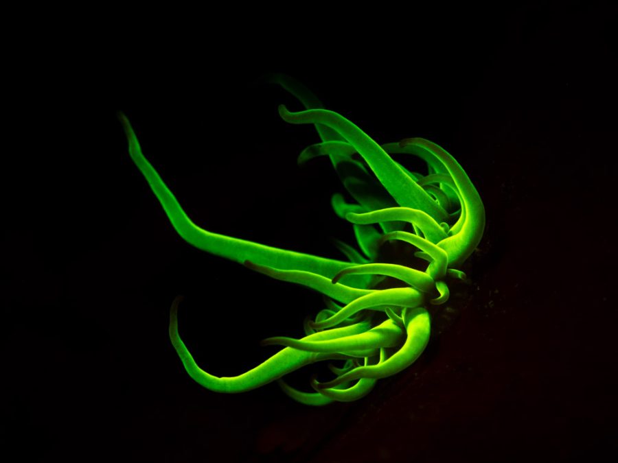 Underwater photography of anemone
