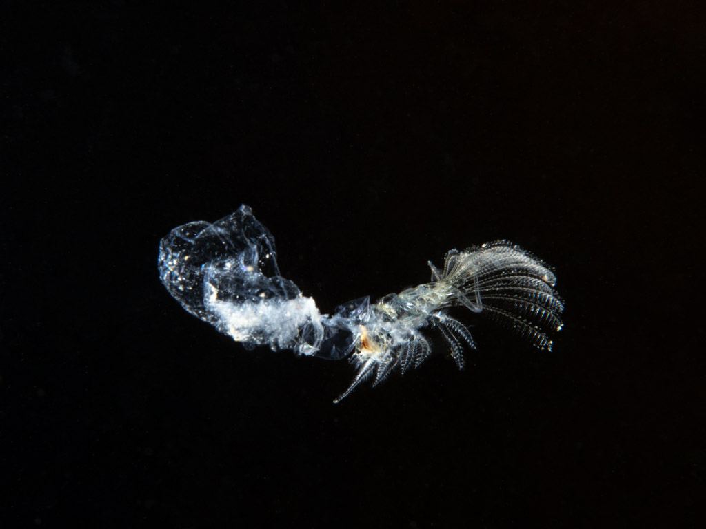 How to Achieve a Black Background in your Underwater Photography