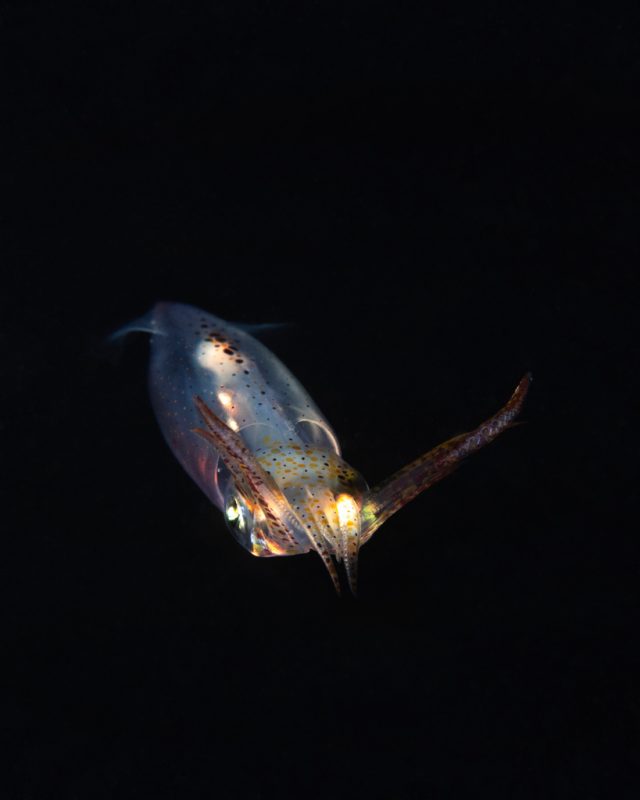 Underwater photography of blackwater squid