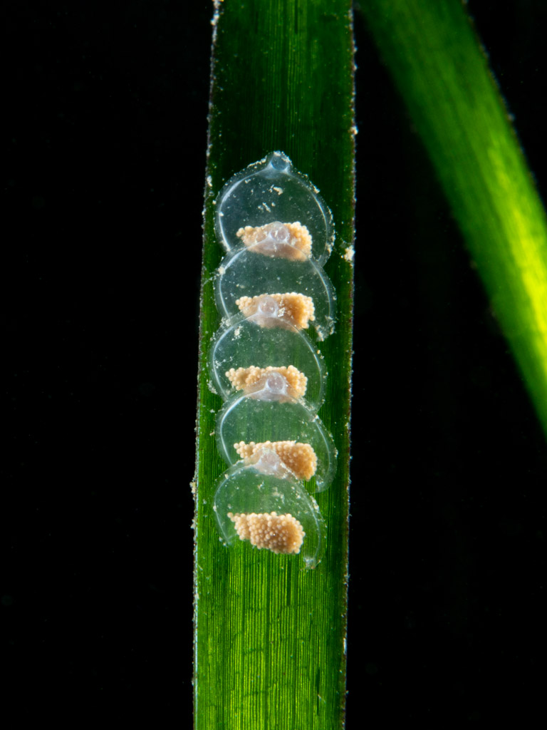 How to Achieve a Black Background in your Underwater Photography
